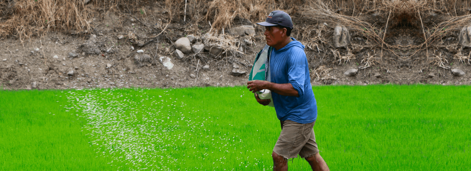 Agricultor abonando campo de arroz de la variedad HP 103 - SANTA CRUZ