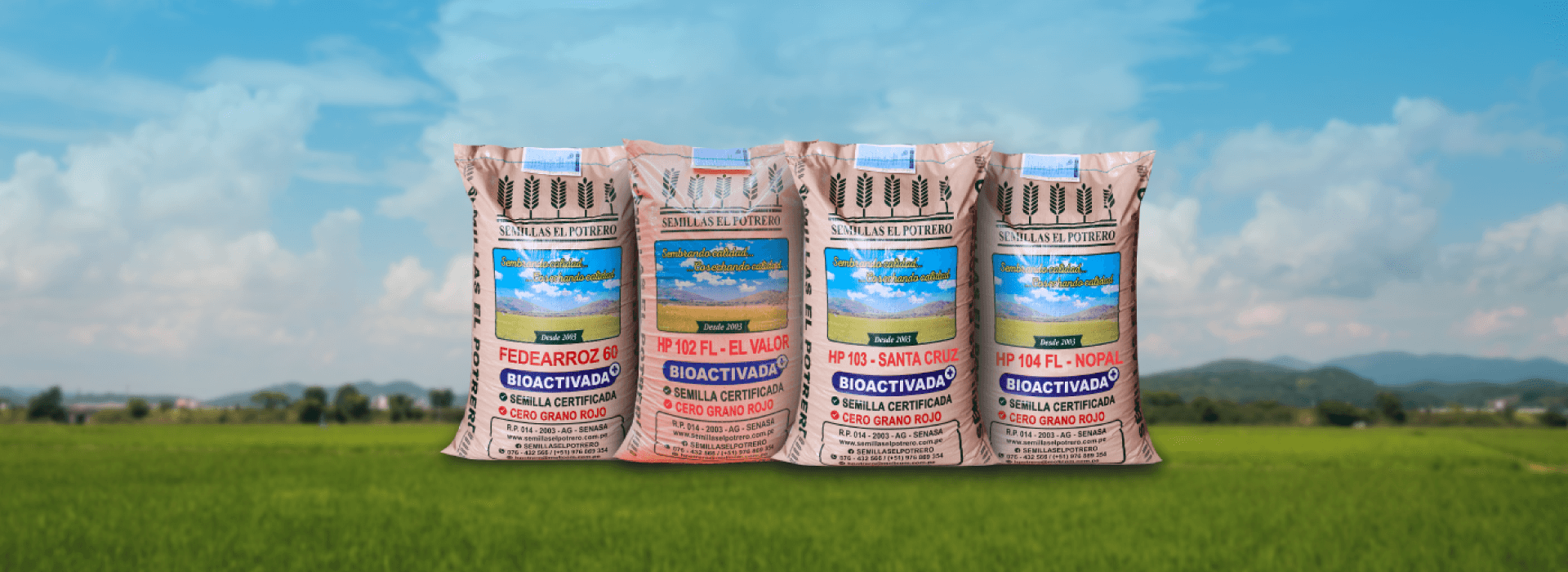 Nuestras variedades de semillas de arroz