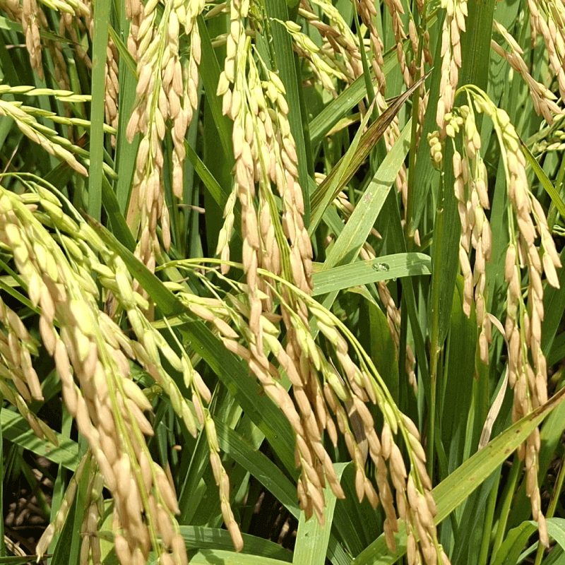 HP 102 FL - EL VALOR