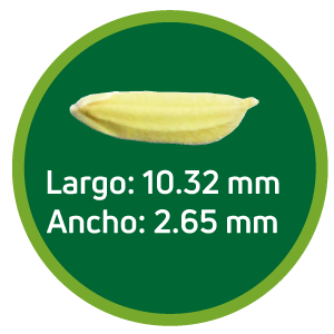 Arroz cáscara HP 104 FL - NOPAL
