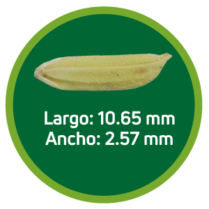 Arroz cáscara HP 103 - SANTA CRUZ