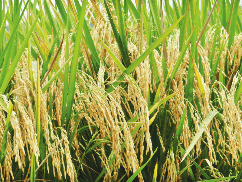 Grano de arroz HP 102 FL - EL VALOR