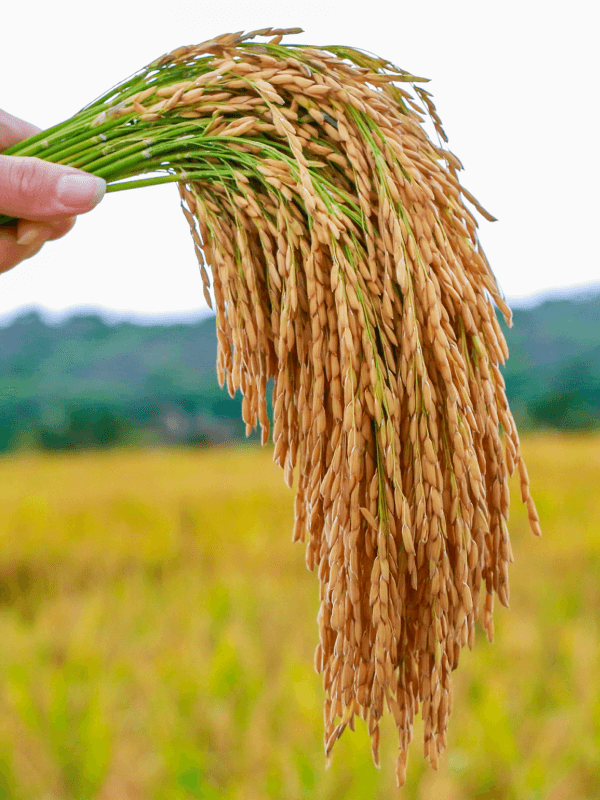 Grano de arroz HP 104 FL - NOPAL