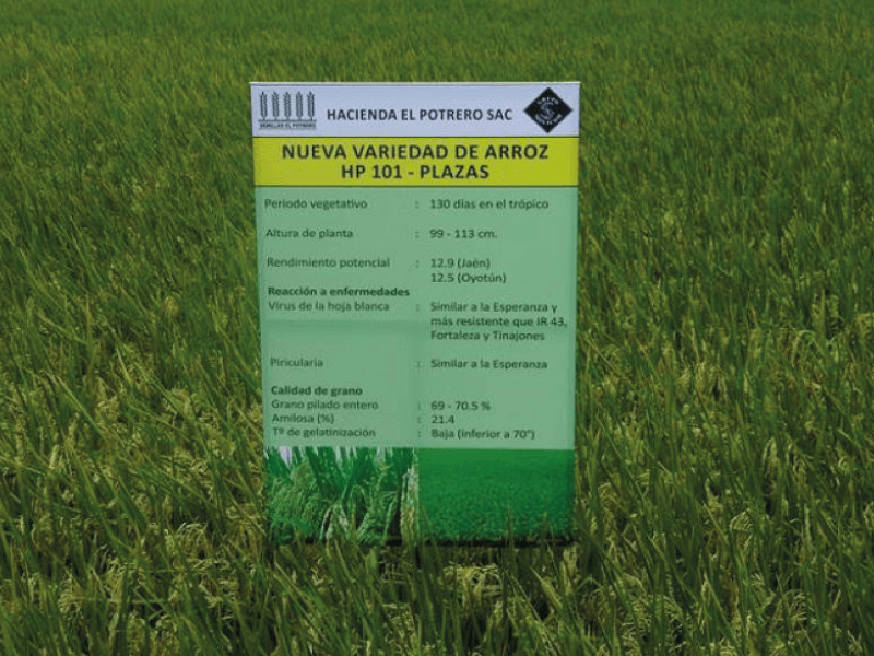 Cartel de campo HP101 - Plazas