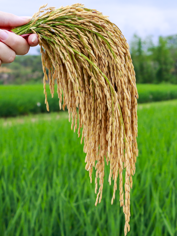 Grano de arroz HP 103 - SANTA CRUZ