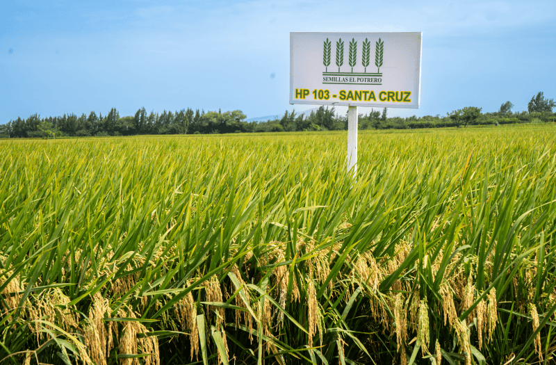 HP 103 - SANTA CRUZ: la variedad más precoz del arroz peruano ya está en el mercado