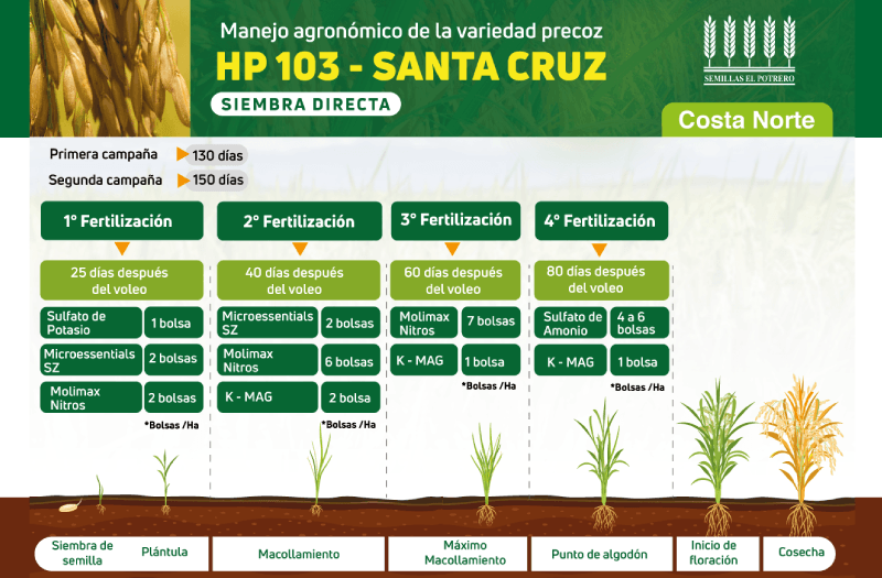 Manejo Agronómico de la variedad precoz HP 103 - SANTA CRUZ - Siembra Directa (Costa Norte)